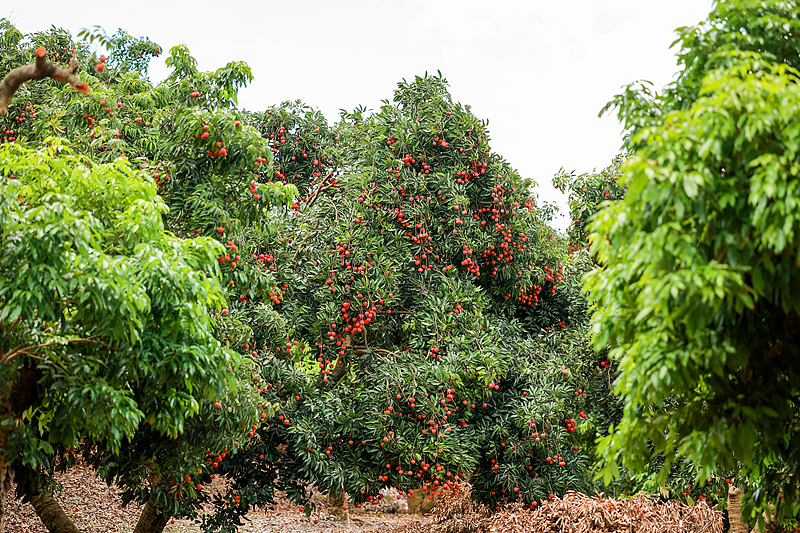 ChinaDaily's tweet image. While #China is going deep into summer, #Mexico enters the rainy season of the year. In breaks of showery days, crowds hit the streets for sunshine and a sweet fruit from China — #lychee.

For many visitors to Mexico, lychee is something they don't expect to see here. Meanwhile,