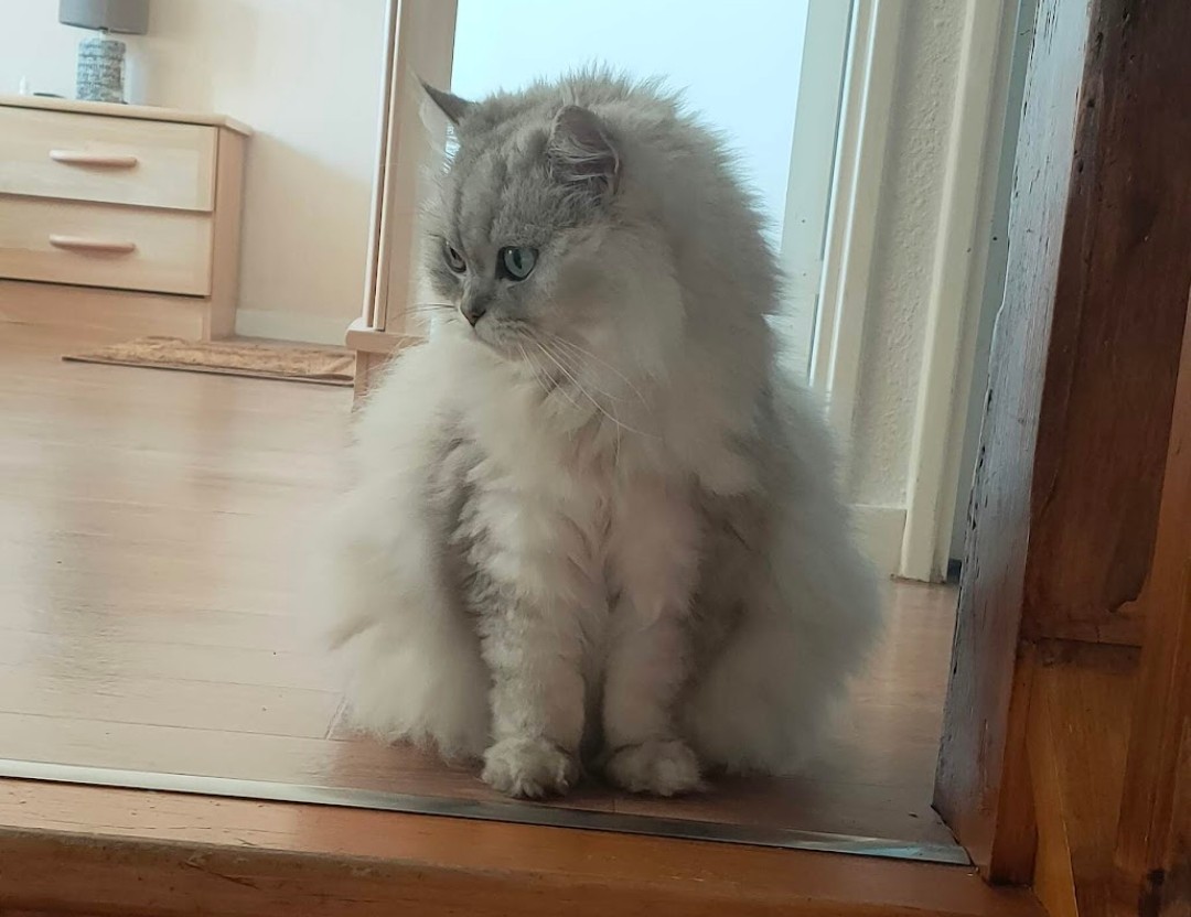 Adieu ma Grisbouille ❤️