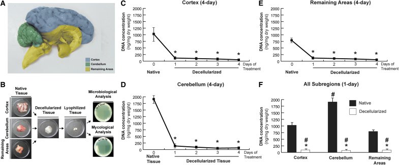 stevenratltner's tweet image. &apos;Role of Region-Specific #Brain #Decellularized #Extracellular #Matrix on In Vitro Neuronal Maturation&apos; 🧠

pmc.ncbi.nlm.nih.gov/articles/PMC74…