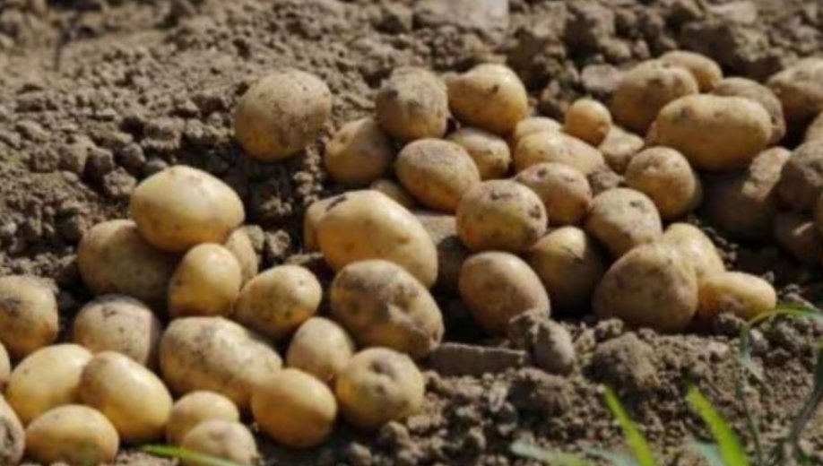Agri-innovation for India &amp; South Asia!
The International Potato Centre (CIP) will set up its South Asia Regional Centre(CSARC) in Agra, UP, India
🔹Aim: Boost potato &amp; sweet potato yields
🔹Outcomes: Higher farmer income, jobs, and nutrition security
🔗pib.gov.in/PressReleasePa…