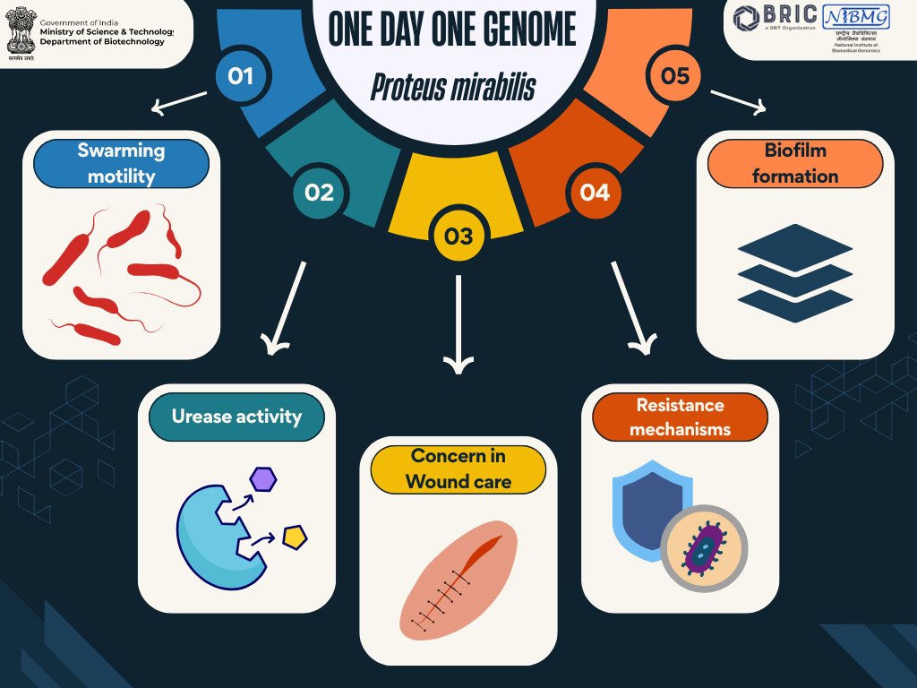 Department of Biotechnology (@dbtindia) on Twitter photo <a href="/FollowDbtNibmg/">BRIC - National Institute of Biomedical Genomics</a> has sequenced Proteus mirabilis from a chronic wound infection. Known for swarming motility, urease activity, and strong biofilm formation, it contributes to wound chronicity and AMR.
#ODOG #Genomics #AMR
<a href="/DrJitendraSingh/">Dr Jitendra Singh</a>
<a href="/rajesh_gokhale/">Rajesh Gokhale</a> <a href="/FollowDbtNibmg/">BRIC - National Institute of Biomedical Genomics</a> has sequenced Proteus mirabilis from a chronic wound infection. Known for swarming motility, urease activity, and strong biofilm formation, it contributes to wound chronicity and AMR.
#ODOG #Genomics #AMR
<a href="/DrJitendraSingh/">Dr Jitendra Singh</a>
<a href="/rajesh_gokhale/">Rajesh Gokhale</a>