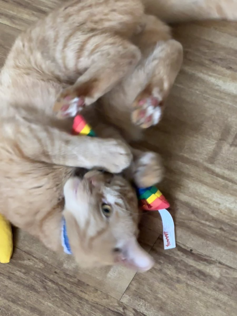 🐈‍⬛:  It’s a drizzly morning in Mewcastle so it’s indoor wind ups for the bald 👨‍🦲 one until it brightens up.  He’s in for a long day. Fizz is so wired on nip that he’s trying to use our rainbow as a #nanaphone  while sitting on the nanaphone 😹😹😹 #CatsOfX #CatsOfTwitter