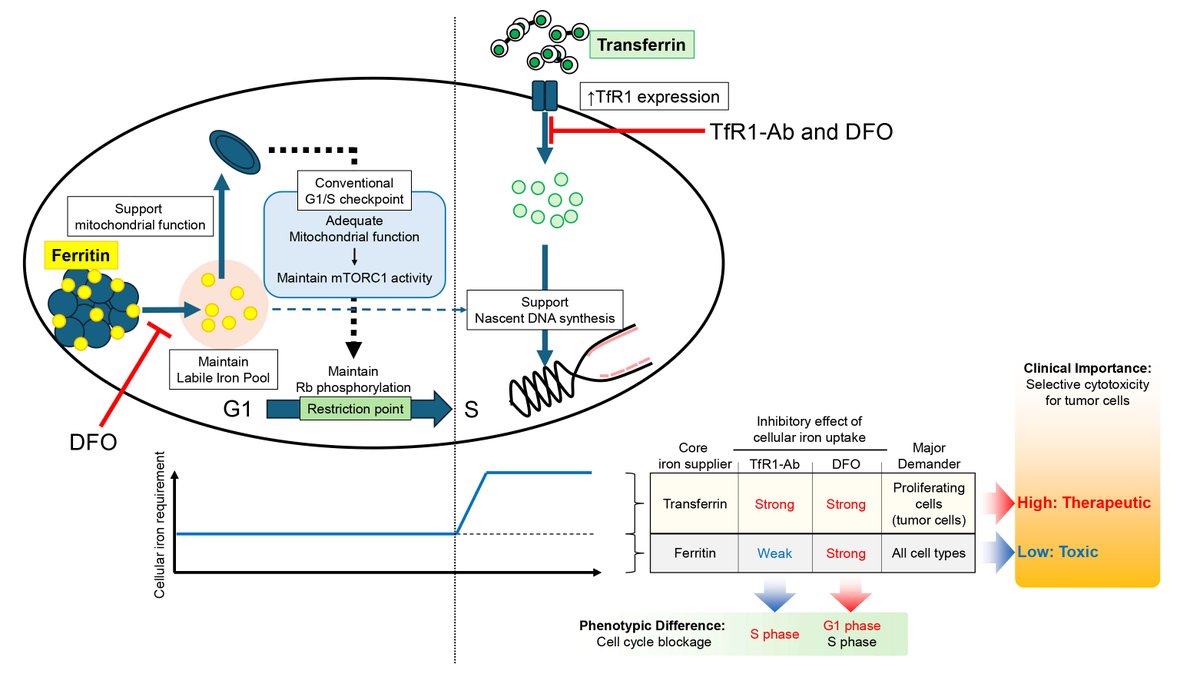 Biken_RIMD_en's tweet image. The Article from Kotani Lab was published in Redox Biology.
“Revised model for cell cycle regulation by iron: differential roles between transferrin and ferritin”
biken.osaka-u.ac.jp/en/achievement…
#osakauniversity #RIMD #Transferrin #ferritin