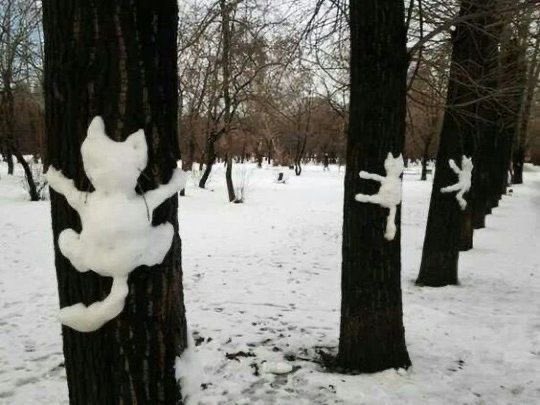 Iithosphere's tweet photo. snow cats https://t.co/mrOnnKJy2F