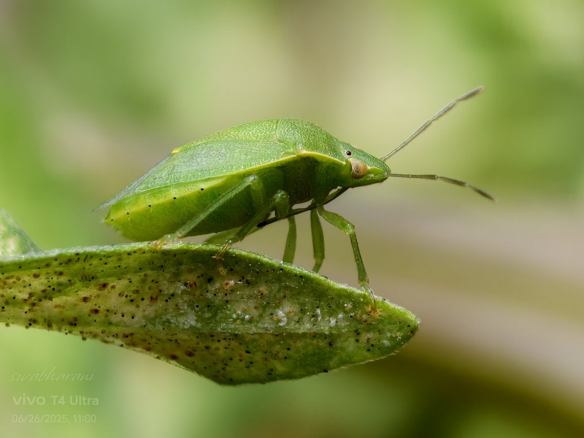 Siva_Bharani's tweet image. Shot on #vivoT4Ultra #NoEdit 
#Macro 
Stink bug