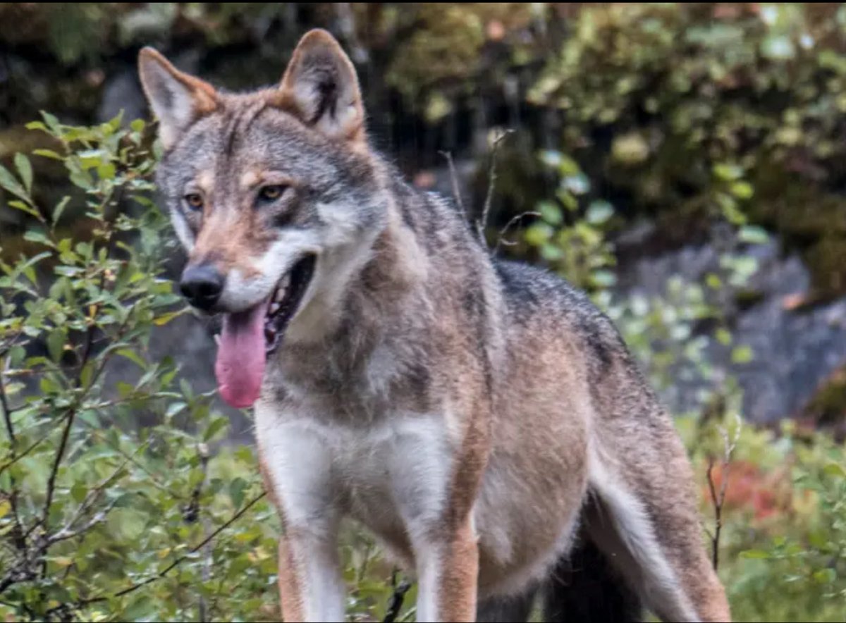 Jaktlagets spillningsinventering av älg 2022 gav en populationstäthet på 6,7 individer.
Årets inventering gav 2,7 individer på samma yta

Ingen älgjakt har bedrivits på dessa tre år!

Vi har 3 vargrevir runt markerna. Undrar vad orsaken kan vara…………… någon?