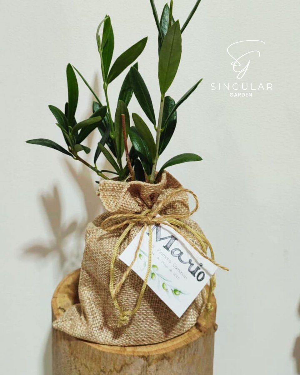 SingularCEE's tweet photo. En SINGULAR Garden tuvimos el placer de crear unos regalitos muy especiales para la comunión de Mario 💙.
🎉 Regalitos sostenibles, naturales y 100% personalizados.
Porque celebrar de forma consciente y sostenible es posible.
#CentroEspecialDeEmpleo #SingularCEE #InclusionLaboral https://t.co/awzc37qbEN