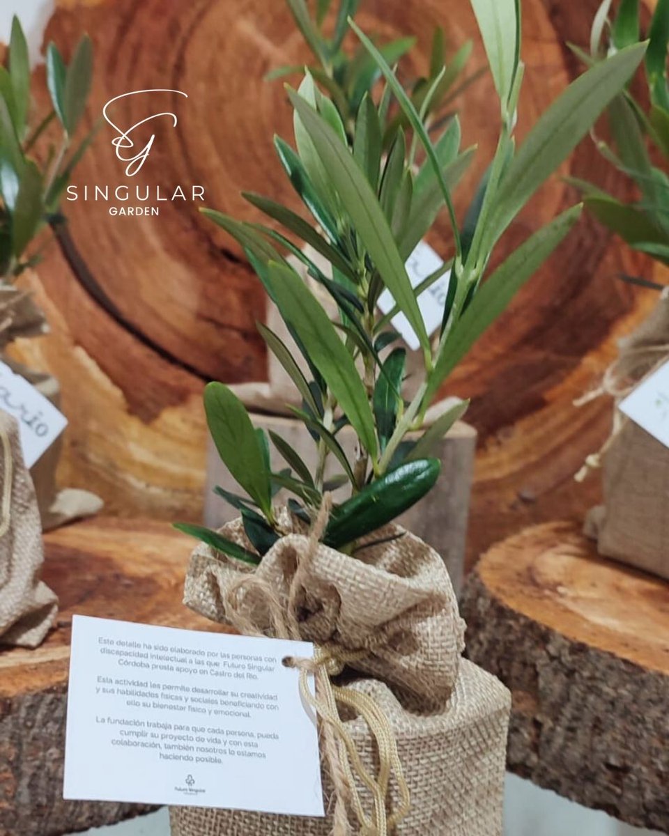 SingularCEE's tweet photo. En SINGULAR Garden tuvimos el placer de crear unos regalitos muy especiales para la comunión de Mario 💙.
🎉 Regalitos sostenibles, naturales y 100% personalizados.
Porque celebrar de forma consciente y sostenible es posible.
#CentroEspecialDeEmpleo #SingularCEE #InclusionLaboral https://t.co/awzc37qbEN