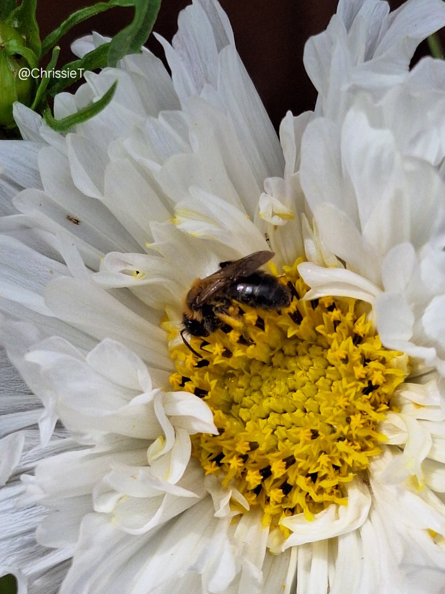 Good morning to you all ☀️
We are expecting rain here soon but whether it arrives we'll just have to wait and see 🤷‍♀️ 
           🤍🐝🌿🤍🌿🐝🤍
#InsectThursday #Bees #Cosmos #Flowers #MyGarden #Gardening #FlowersOnX