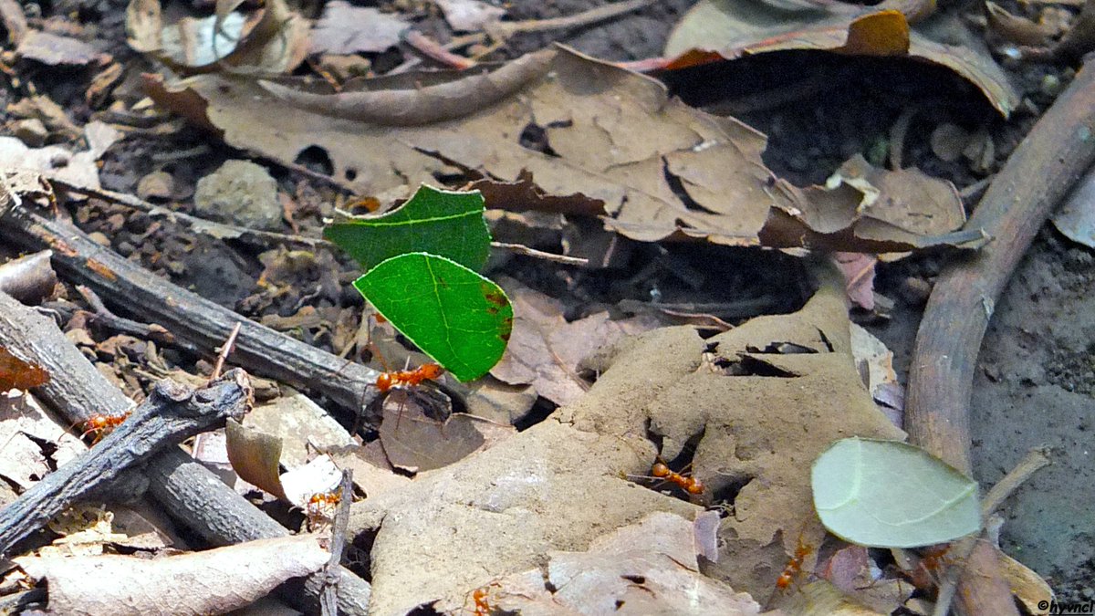 OzgunSozuer's tweet photo. https://t.co/GnpYHscdMW
Leaf Cutter Ant | Atta cephalotes | YAPRAK KESEN KARINCA
#alajuela #costarica #leafcutterants #attacephalotes #wildlifephotography #thephotohour #PintoFotografia #hayvanmanzaraları #animalscape #insectphotography #insectos #entomology #ants #costarica🇨🇷 https://t.co/XlnwJdM9H7