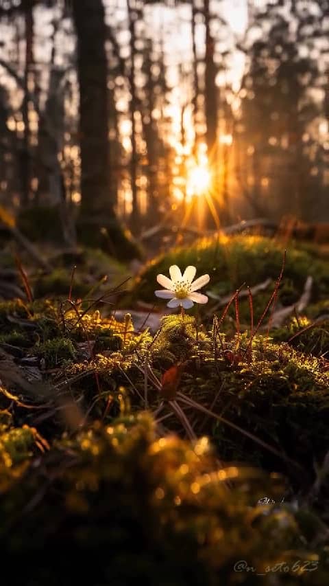 NanaCloak's tweet photo. _Rise and shine brighter than yesterday it's a great day for you to try out something great 👌😜_

◖⁠⚆⁠ᴥ⁠⚆⁠◗ https://t.co/ZtGfuZWmFF