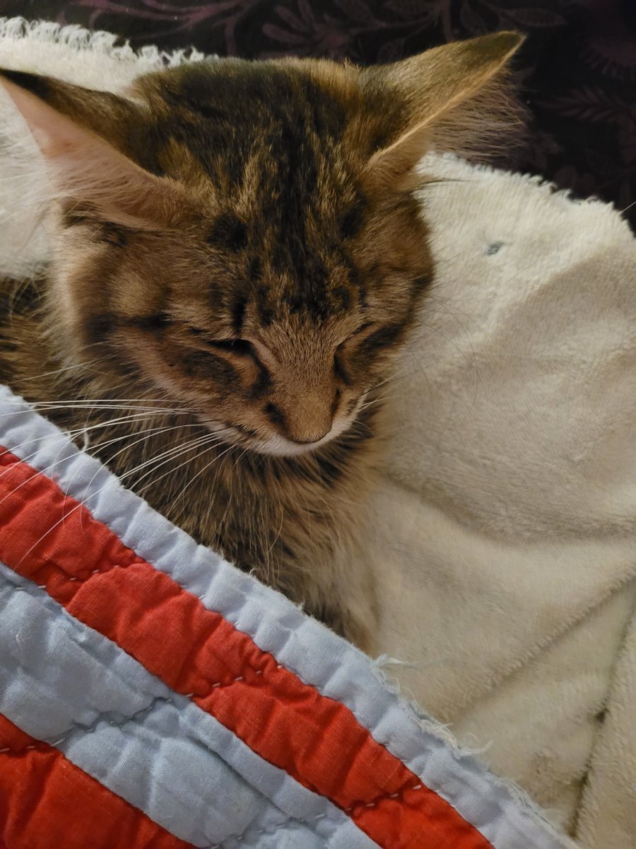 AutumnsAlt77's tweet image. Had to say goobye to Lillith a few days ago. She had cancer, and it was too late to stop it. I spent almost all day with her while she was sick. She was such a sweet angel, I hope there's a cat heaven for her to enjoy.