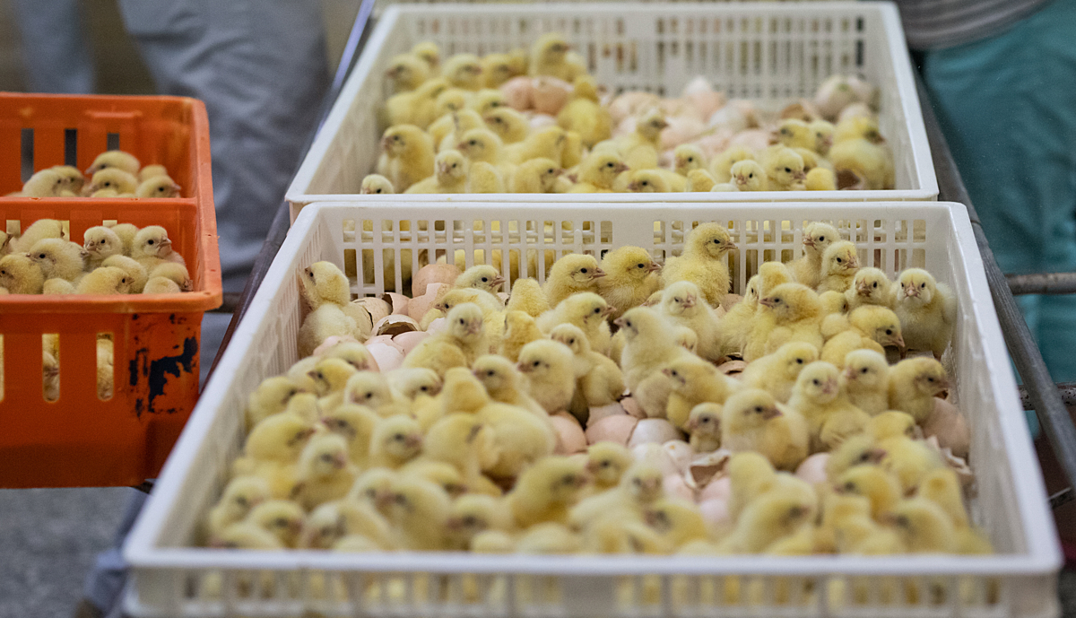 AnimalLawEurope's tweet image. 🎉 We’re delighted that 23 MEPs have urged the @EU_Commission to ban the killing of male chicks & female ducklings—a cruel practice most EU citizens reject.
🐣 Viable alternatives like in ovo sexing already exist.
🔗 Read the letter → tinyurl.com/3f8ewvnz