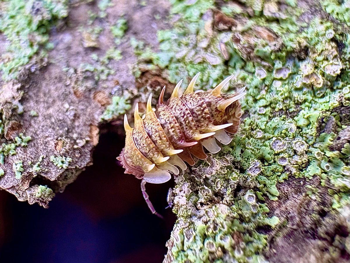 地衣類はマストであった方がいいかも。
