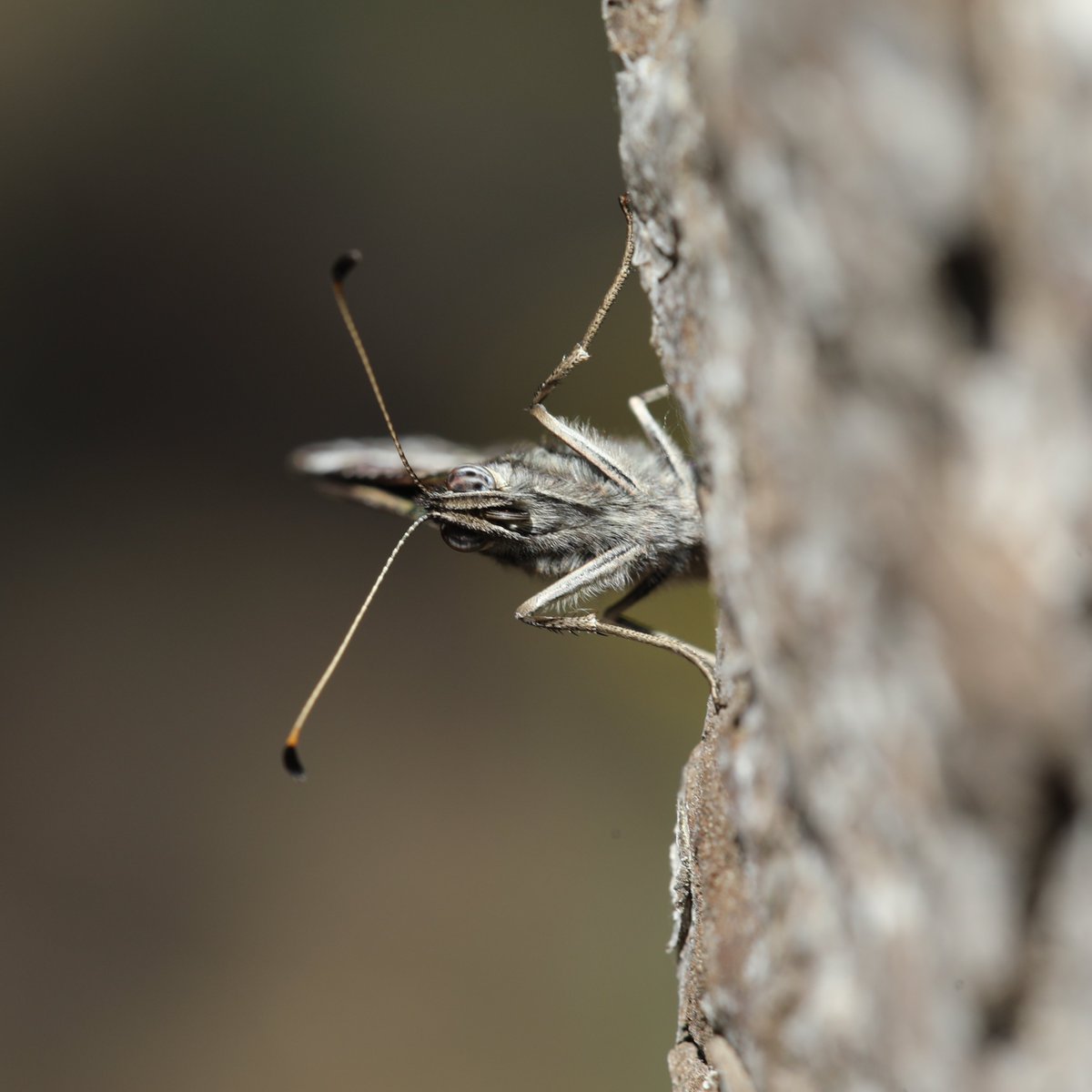 Ağacın arkasına kondu gördüm. 
Yavaşça diğer tarafa doğru dönüyorum. 
Sürpriz yapacağım.
Her an karşıma çıkacak vee 
o da beni bekliyormuş. :)
Kendisi; Büyük karamelek