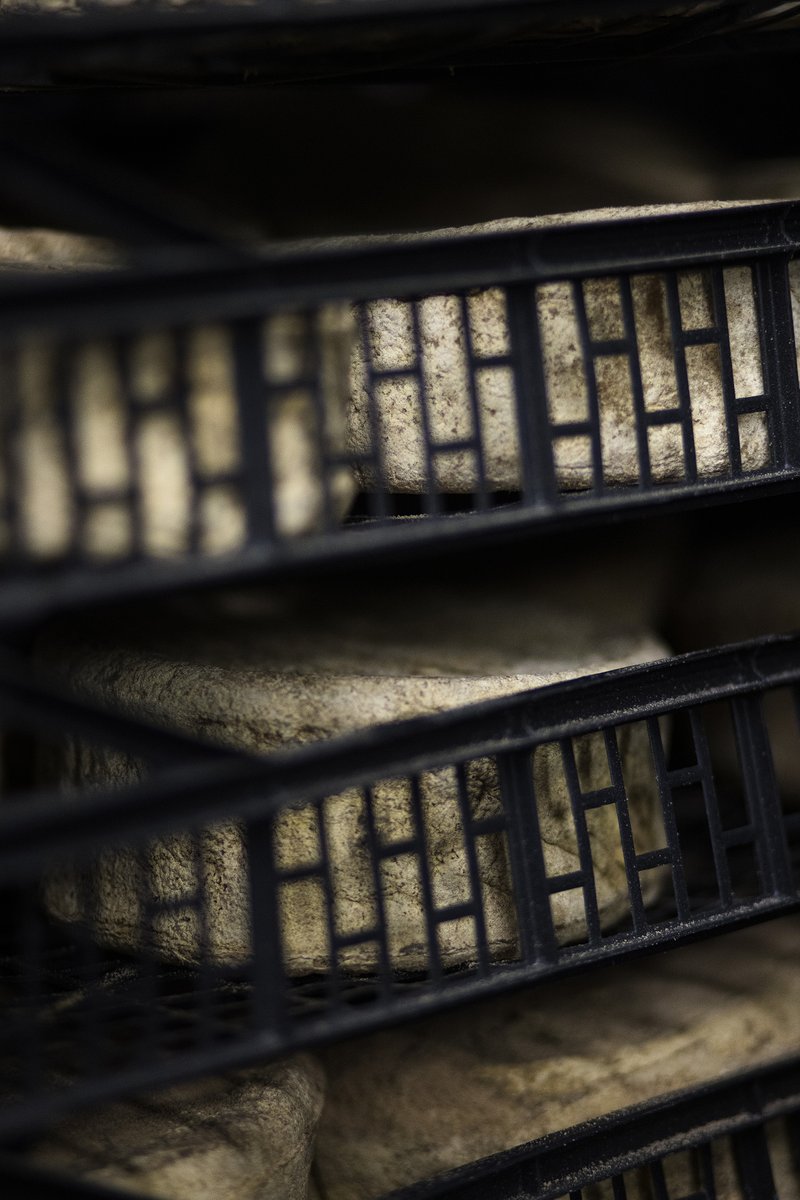 Silenci... Que aquests formatges estan acabant de madurar! Ja gairebé els tenim a punt per sortir a jugar i que arribin a les vostres taules!🤩💥

#lletdecabrescatalanes #territori #formatge #formatgedecabra