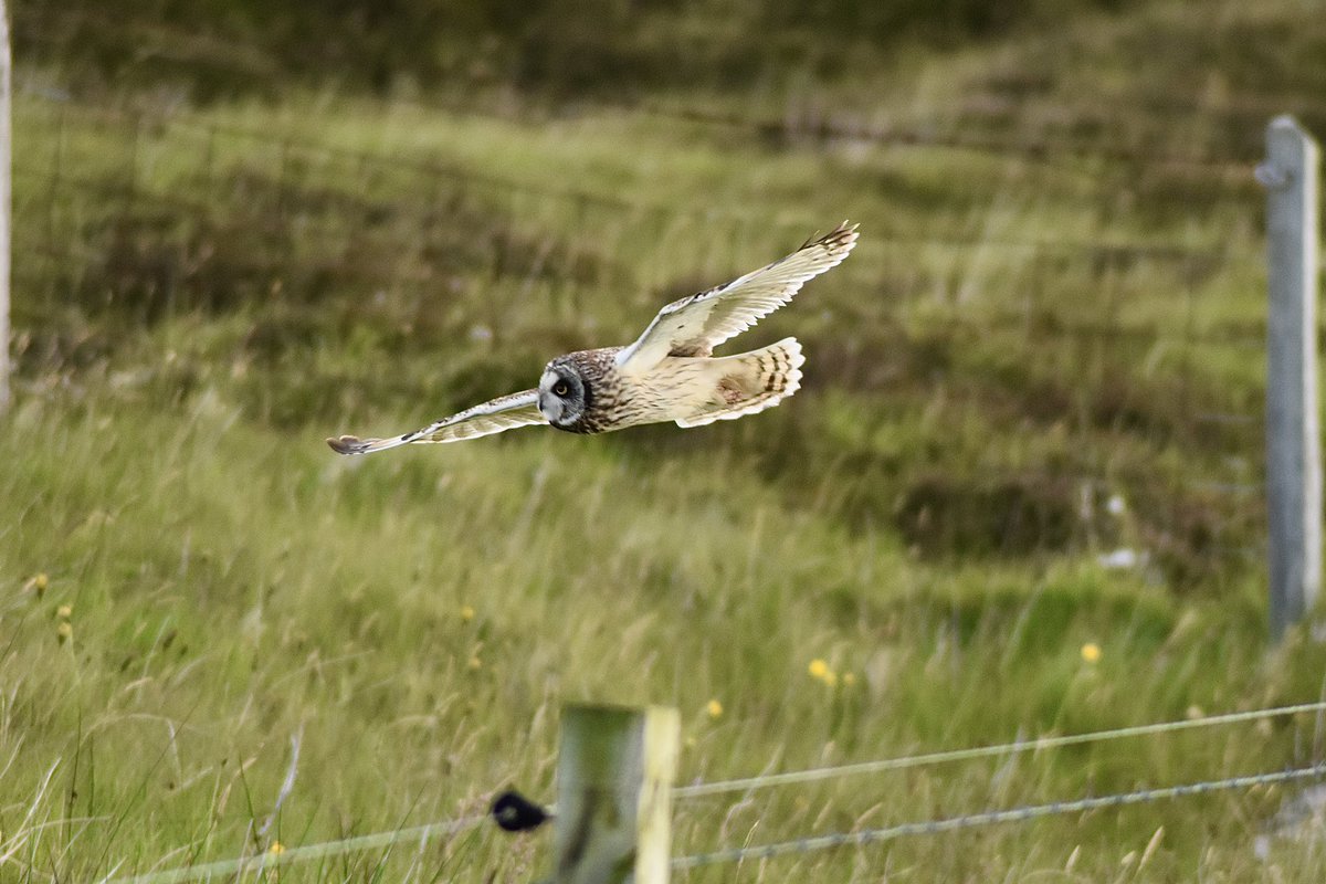 Andrew🥾⛰🏴 (@andrewj3759) on Twitter photo Short Eared Owl on the hunt on Berneray early this morning.@
<a href="/RathboneKeswick/">Rathbones of Keswick</a>
<a href="/magsLancashire/">Mags</a>
<a href="/JohnGal_luvlife/">John Gallagher</a>
<a href="/martin_s_wood/">Martin Wood</a>
<a href="/PeterLazzari1/">Peter Lazzari 🇺🇦🍦🍺 🐿️</a>
<a href="/WildIndigoArt/">Wild Indigo Artisan Design</a> Short Eared Owl on the hunt on Berneray early this morning.@
<a href="/RathboneKeswick/">Rathbones of Keswick</a>
<a href="/magsLancashire/">Mags</a>
<a href="/JohnGal_luvlife/">John Gallagher</a>
<a href="/martin_s_wood/">Martin Wood</a>
<a href="/PeterLazzari1/">Peter Lazzari 🇺🇦🍦🍺 🐿️</a>
<a href="/WildIndigoArt/">Wild Indigo Artisan Design</a>