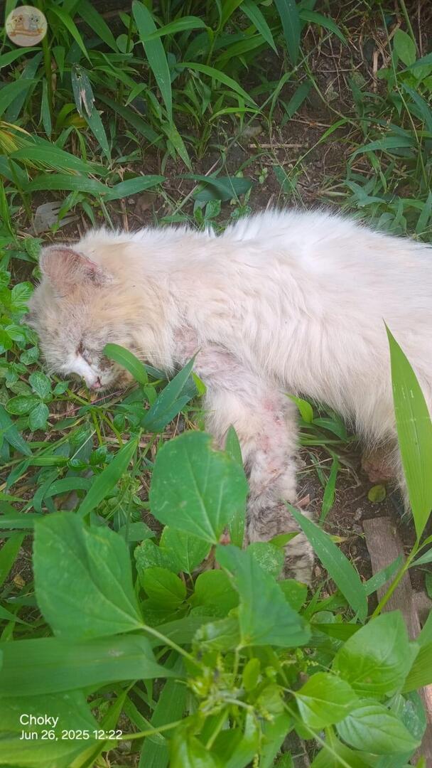 URGENT!! Temen2 yang dom Tangerang kota tolong bgt ini ada kucing ras keknya ketabrak. Tadi ada di tengah jalan,sender cuma bisa minggirin aja biar gak kepanasan. Kalo ada yg dkt dan bisa nolongin please replay. Lokasi di Perum Batuceper Permai Tangerang. 🙏🥺 kcg!