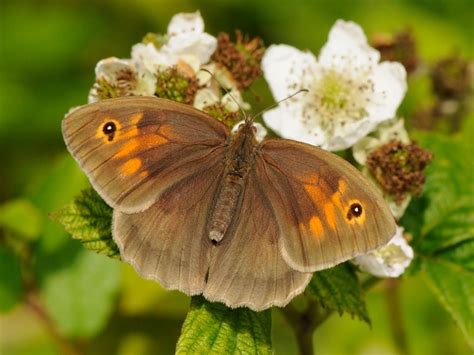 Who or What am I? Answer: meadow brown The caterpillars eat a wide range of grasses &amp; among plants for nectar are Knapweed, Bramble and Thistle. The scientific name comes from their eye-spots once being seen as the devil keeping an eye on people. photo from butterfly conservation