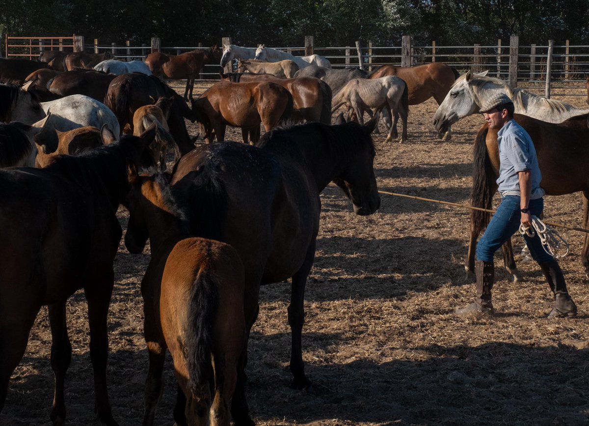 DipuHU's tweet image. 🐎 @toscanodavid junto al diputado de #MedioAmbiente, Arturo Alpresa, la Asociacion de Criadores de Ganado Marismeño y otras autoridades en el toril de la Arenilla, junto a las protagonistas del día de hoy que en breves minutos pasarán por #ElRocío en "la Saca de las Yeguas"