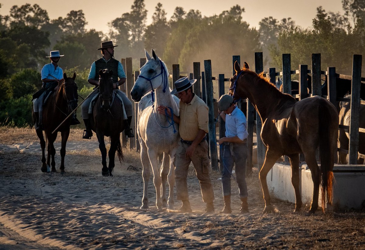 DipuHU's tweet image. 🐎 @toscanodavid junto al diputado de #MedioAmbiente, Arturo Alpresa, la Asociacion de Criadores de Ganado Marismeño y otras autoridades en el toril de la Arenilla, junto a las protagonistas del día de hoy que en breves minutos pasarán por #ElRocío en "la Saca de las Yeguas"