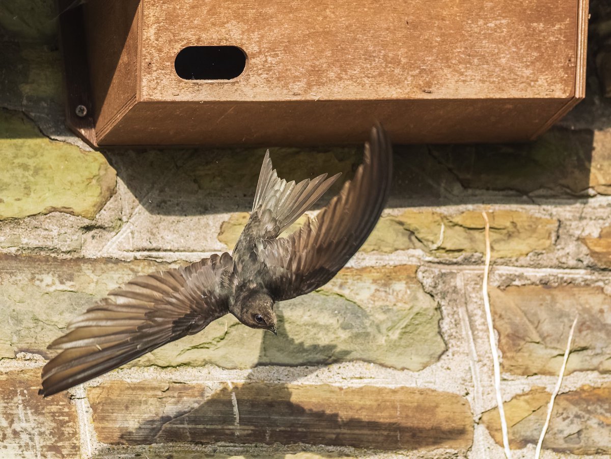 Andrew Fusek Peters (@2peters) on Twitter photo Swift by name and swift by nature. Our local church is alive with growing families. <a href="/Natures_Voice/">RSPB</a> <a href="/OMSYSTEMcameras/">OM SYSTEM Cameras</a> <a href="/BBCSpringwatch/">BBC Springwatch</a> <a href="/SWNS/">SWNS.com</a> <a href="/ShropsWildlife/">Shropshire Wildlife Trust</a> <a href="/ShropsHillsDC/">Shropshire Hills Discovery Centre</a> Swift by name and swift by nature. Our local church is alive with growing families. <a href="/Natures_Voice/">RSPB</a> <a href="/OMSYSTEMcameras/">OM SYSTEM Cameras</a> <a href="/BBCSpringwatch/">BBC Springwatch</a> <a href="/SWNS/">SWNS.com</a> <a href="/ShropsWildlife/">Shropshire Wildlife Trust</a> <a href="/ShropsHillsDC/">Shropshire Hills Discovery Centre</a>