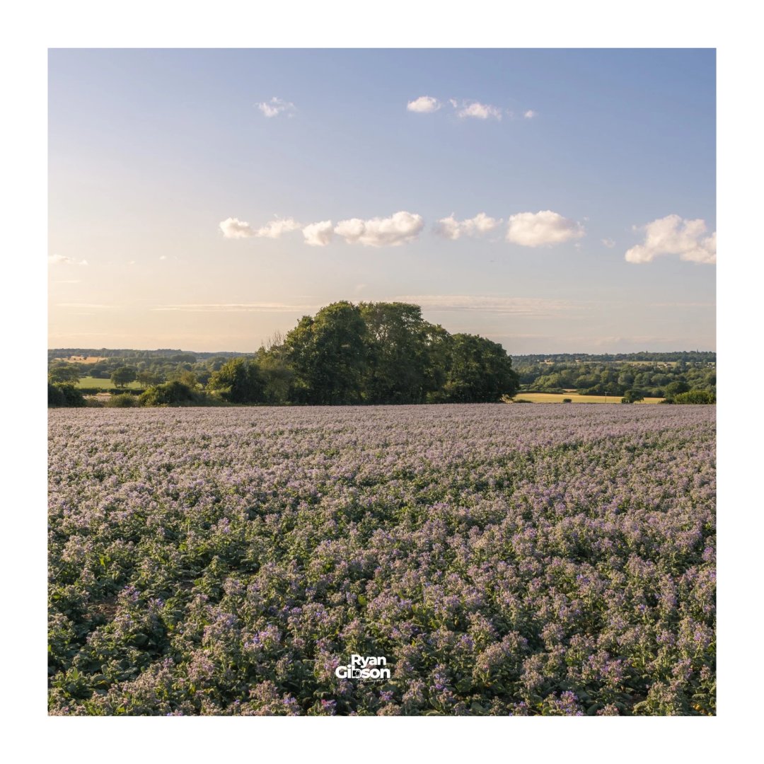 Ryan2gibson's tweet photo. Sunsetting over Purple fields 💜 

A lovely bike ride with my camera 📷 loved the look of this beautiful purple field with the Sunset glow.

#purple #Sunset #sunsetphotography📷 #sunsetting #canonphotography #bikeride https://t.co/NrGuXpWmqB