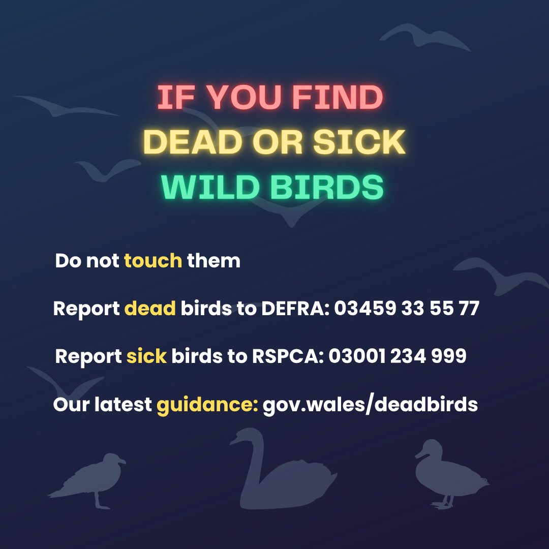 Welsh Government Rural Affairs (@wgrural) on Twitter photo This week, two separate cases of Avian Influenza, or Bird Flu, have been confirmed in Wales.
If you see dead wild birds do not touch them. Instead report it to @DefraGOVUK on 03459 335577
For sick birds call <a href="/RSPCA_official/">RSPCA (England & Wales)</a>: 03001 234 999
gov.wales/birdflu This week, two separate cases of Avian Influenza, or Bird Flu, have been confirmed in Wales.
If you see dead wild birds do not touch them. Instead report it to @DefraGOVUK on 03459 335577
For sick birds call <a href="/RSPCA_official/">RSPCA (England & Wales)</a>: 03001 234 999
gov.wales/birdflu