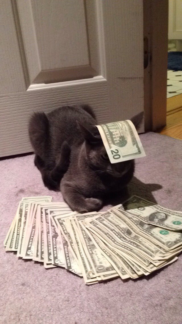 feralx_x's tweet image. This is money cat. He only appears every 1,383,986,917,198,001 posts. If you repost this in 30 seconds he will bring u good wealth and fortune.