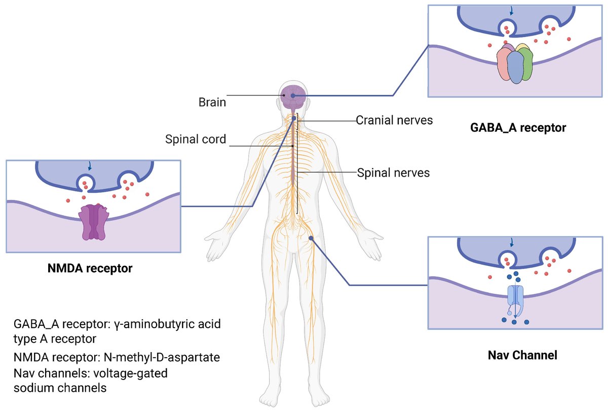 📢#NewArticle #BioChem
🔬 Title: Advances in Structural Biology for Anesthetic Drug Mechanisms: Insights into General and Local Anesthesia
✒️ Authors: Hanxiang Liu et al.
🔑 Keywords: anesthesia; structural biology; 
🔗 paper link: mdpi.com/3354288