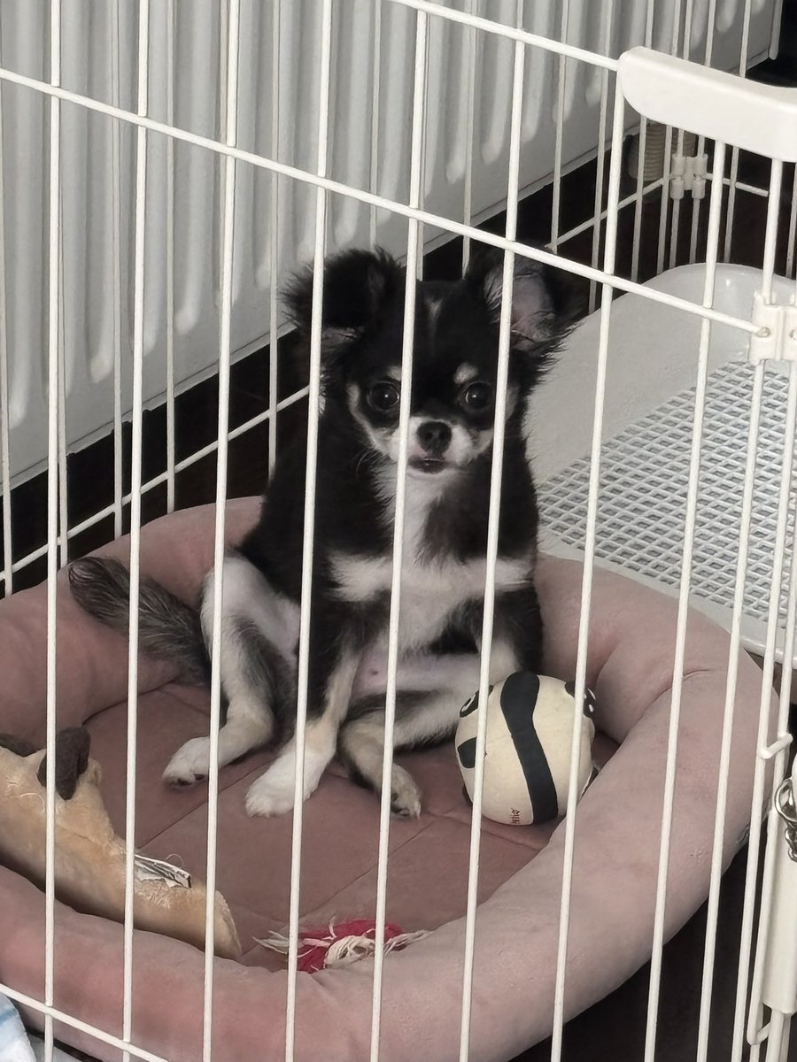 なにこの座り方🥹
ちゃんと大事なとこ隠してる😳

#チワワ #女の子 #4ヶ月 #子犬