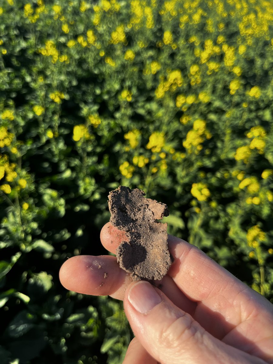 iMc Fels 📲🌾 tweet media