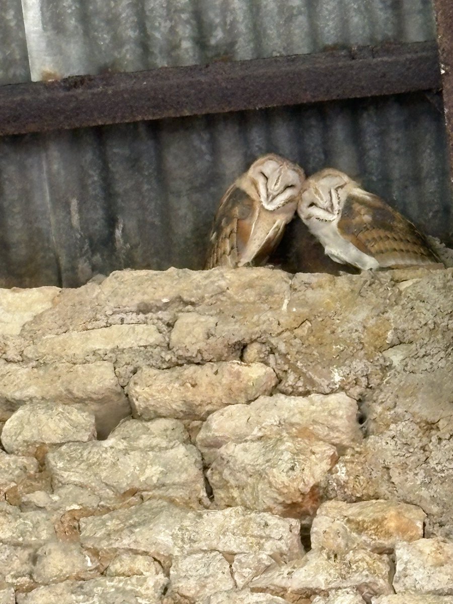 Morning, I have some new friends, yesterday🦉now🦉🦉they look so cute ☺️🐾