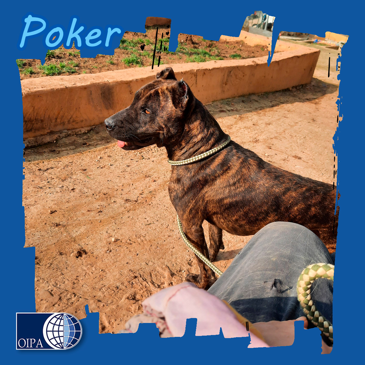 These rescued dogs in Lebanon are looking for a family. BETA cares for and protects them: help with donations or adoption! ❤️

To find more 👉 oipa.org/international/…

#adoption #lebanon