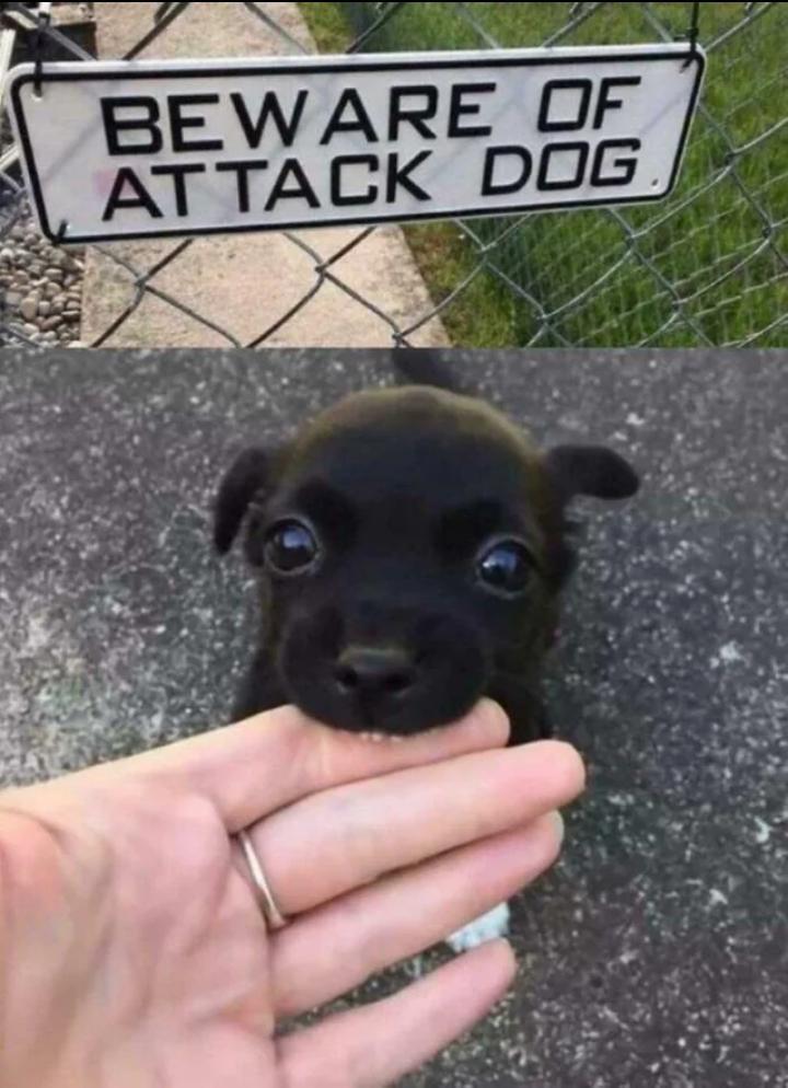 WholesomeMemes (@wholesomememe) on Twitter photo 