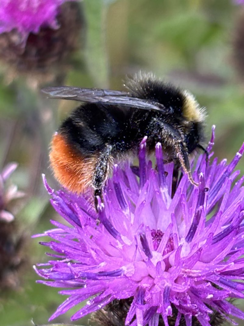 Graham Denny (@grahamdenny9) on Twitter photo #bees #bees #bees so much this from 7pm in a marginal so much life so much to take in so much good . <a href="/SteveReedMP/">Steve Reed MP</a> so much to lose <a href="/DefraGovUK/">Defra UK</a> had an aim being delivered destroying will put wildlife back 40years! <a href="/BumblebeeTrust/">Bumblebee Conservation Trust</a> <a href="/StevenFalk1/">Steven Falk</a> <a href="/SWTWildFarms/">SWT Farm Wildlife Advice</a> <a href="/georgiewildbray/">Georgie Bray</a> #bees #bees #bees so much this from 7pm in a marginal so much life so much to take in so much good . <a href="/SteveReedMP/">Steve Reed MP</a> so much to lose <a href="/DefraGovUK/">Defra UK</a> had an aim being delivered destroying will put wildlife back 40years! <a href="/BumblebeeTrust/">Bumblebee Conservation Trust</a> <a href="/StevenFalk1/">Steven Falk</a> <a href="/SWTWildFarms/">SWT Farm Wildlife Advice</a> <a href="/georgiewildbray/">Georgie Bray</a>