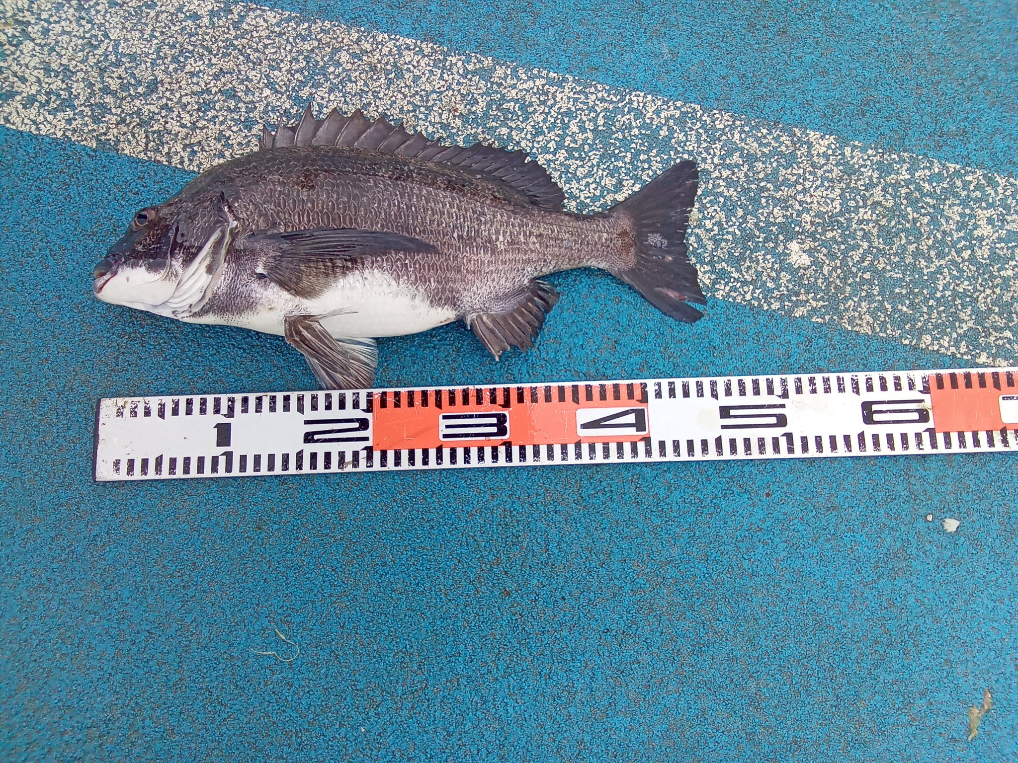 新地町海釣り公園 on X: 