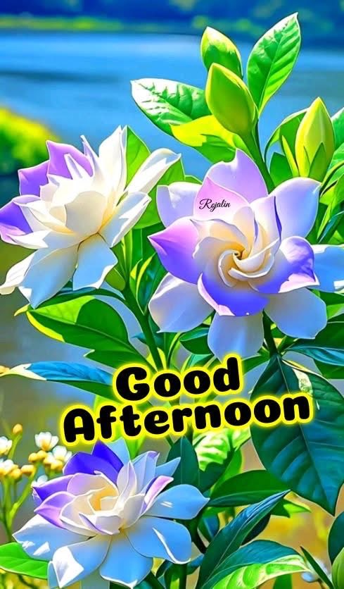 Good Afternoon X Family 🌄