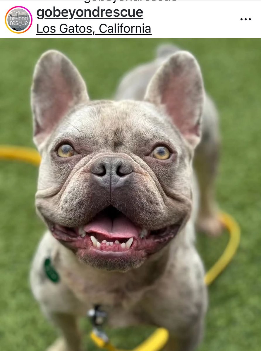 SusanDReynolds's tweet image. ADOPTABLE FRENCHIES GALORE! Don’t spend $10K on a #FrenchBulldog — shelters and rescues are overflowing with them. Here are just three #Frenchies available at Beyond Rescue. Fill out a adoption application here: gobeyondrescue.org