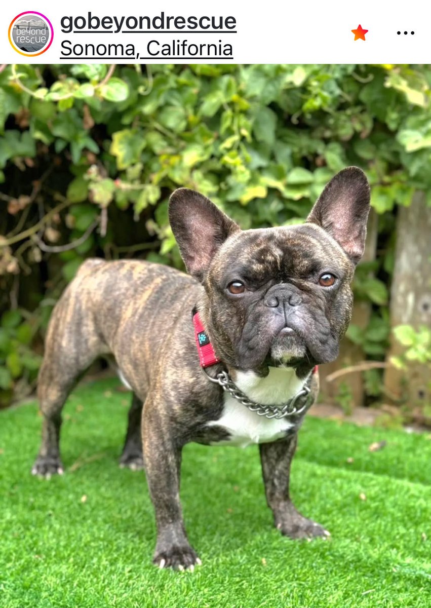SusanDReynolds's tweet image. ADOPTABLE FRENCHIES GALORE! Don’t spend $10K on a #FrenchBulldog — shelters and rescues are overflowing with them. Here are just three #Frenchies available at Beyond Rescue. Fill out a adoption application here: gobeyondrescue.org