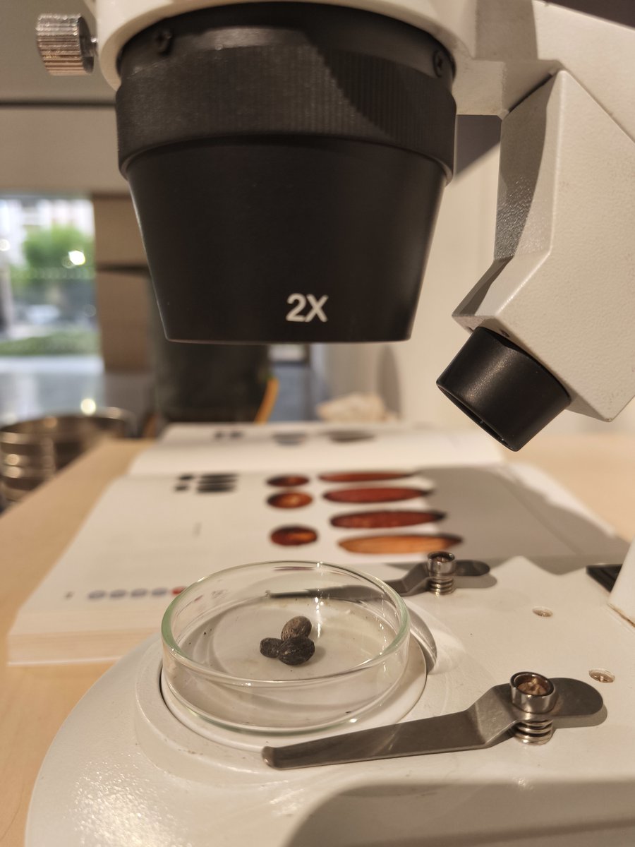 Museo_Ibero's tweet image. El Museo Íbero acoge actualmente la exposición 'Olivos con Historia', una muestra para conocer el origen y la evolución de este árbol a lo largo de los siglos que recoge los resultados del proyecto 'ARQUEOGEN-OLEA', desarrollado por la @ujaen
@CulturaAND @culturayPHJaen