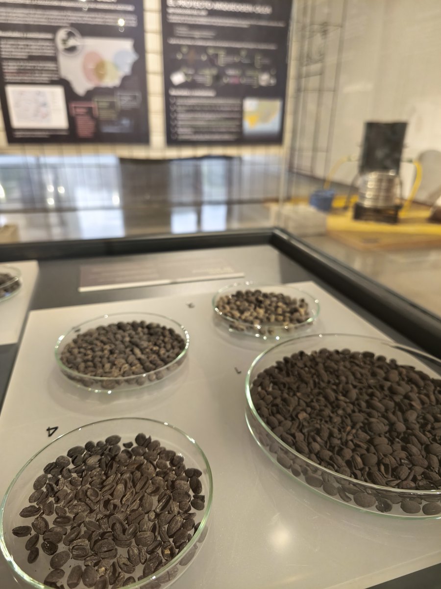 Museo_Ibero's tweet image. El Museo Íbero acoge actualmente la exposición 'Olivos con Historia', una muestra para conocer el origen y la evolución de este árbol a lo largo de los siglos que recoge los resultados del proyecto 'ARQUEOGEN-OLEA', desarrollado por la @ujaen
@CulturaAND @culturayPHJaen