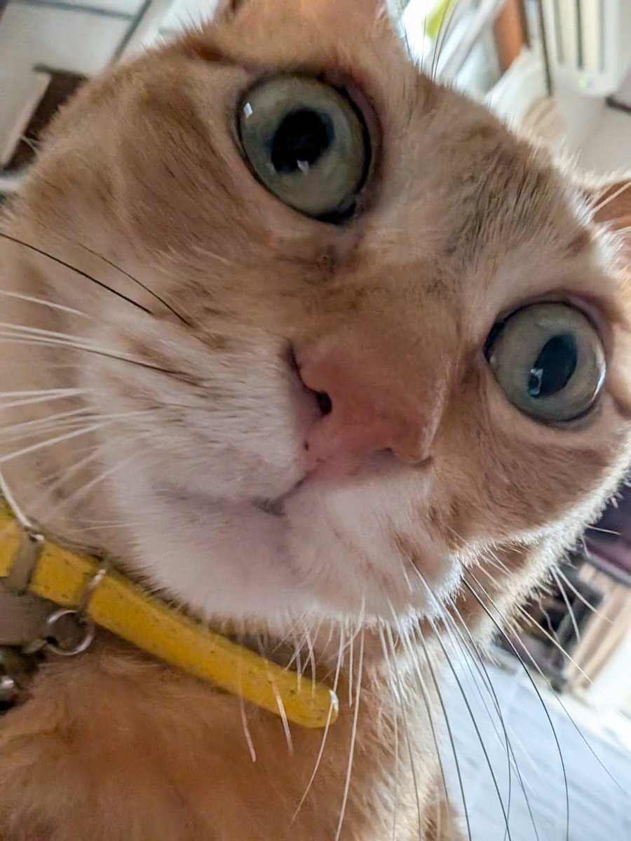 purinlala's tweet photo. きょとん https://t.co/f02Z2GtKki