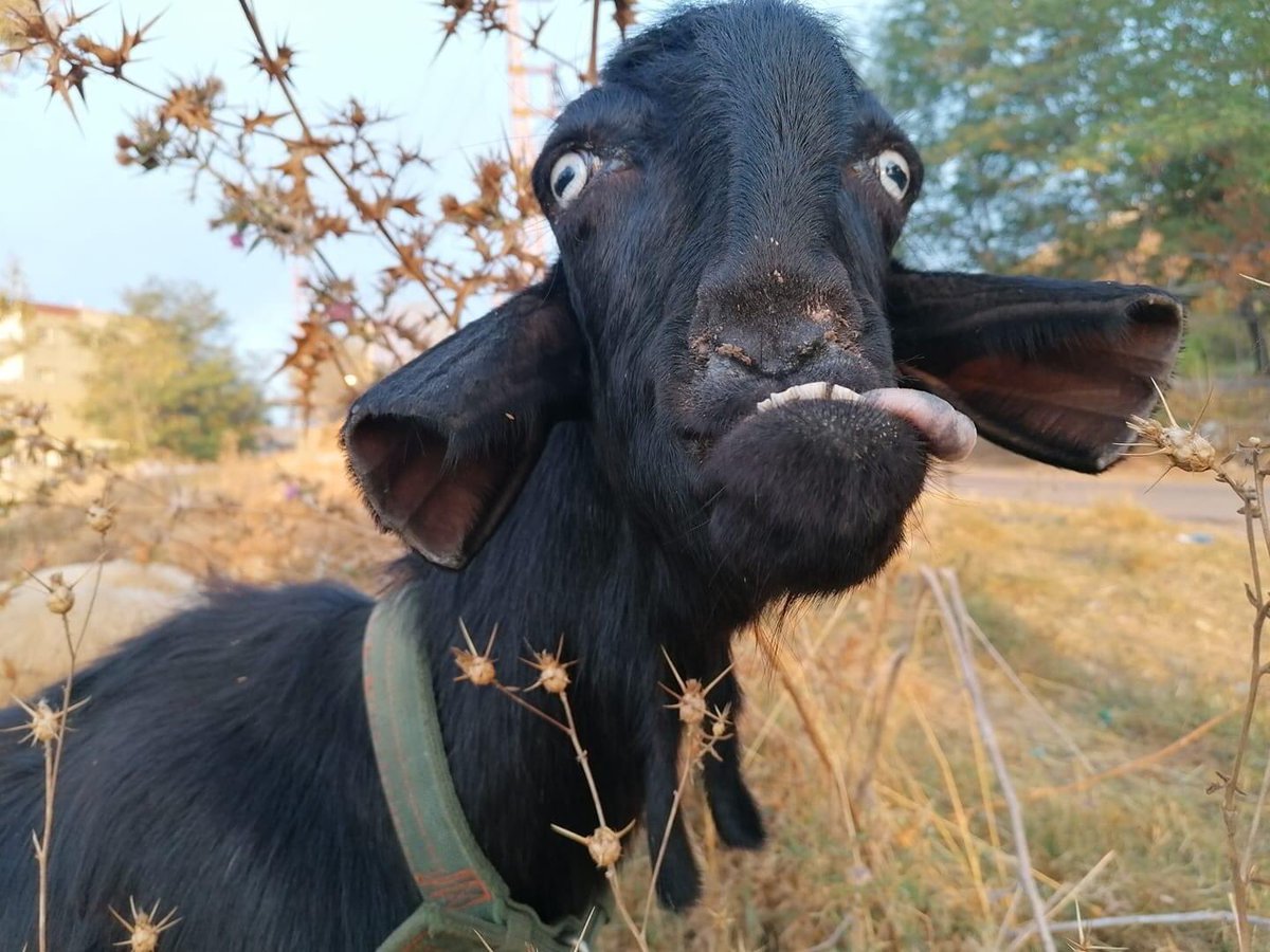 خلف الحبتور يحتار كيف سينقل فندقه من بيروت الى دمشق . خلف الحبتور يناكد نفسه يوميا بسبب نفور اللبنانيون منه . 🤣😂😂😂😂😂😂