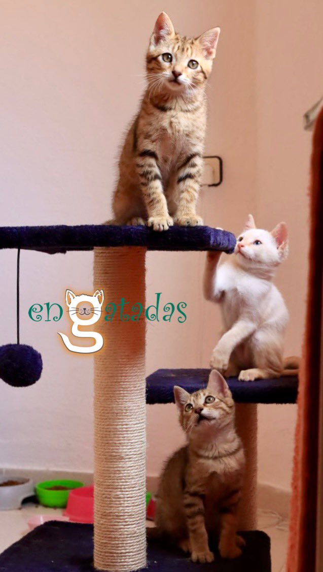 Un trio de hermanos de 2 meses: Sugar, Janis y Lince a la búsqueda de hogares.

Viajarían desde #Albacete 
Te informamos SIN compromiso 
engatadas.es/adoptar/
Comparte, por favor. Gracias
#BuenosDías #FelizJueves #Athletic #albacarrillo