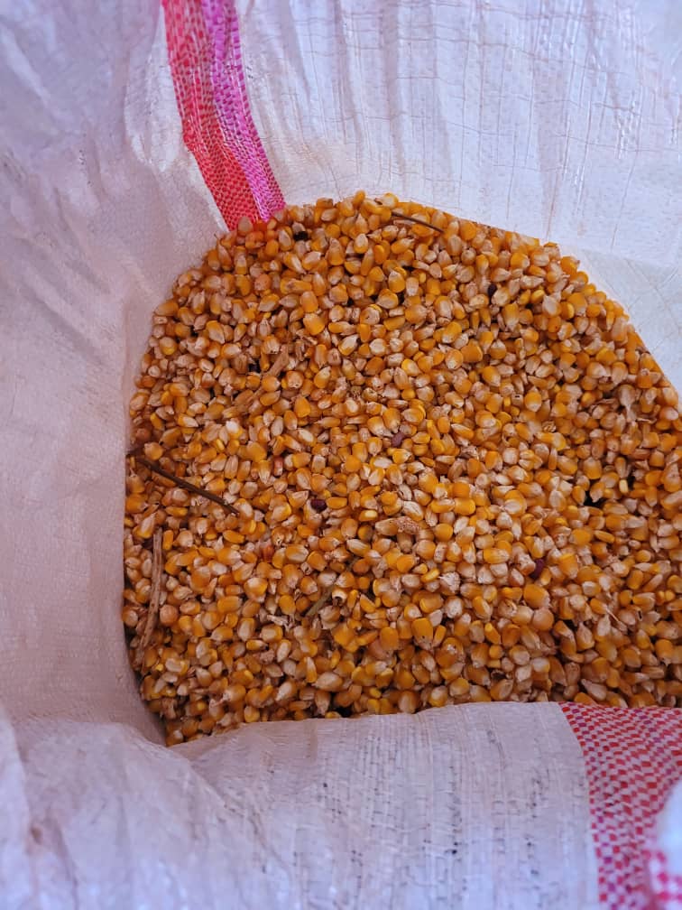 citmacamaguey's tweet image. En #Camagüey se alcanzan resultados científicos - tecnológicos  del maíz 🌽 transgénico en la alimentación animal. #CIGB #OGM #ORSA #CITMACamagüey
@citmacuba
@EdMartDiaz
@ArmandoRguezB
@Ruberdanis23361