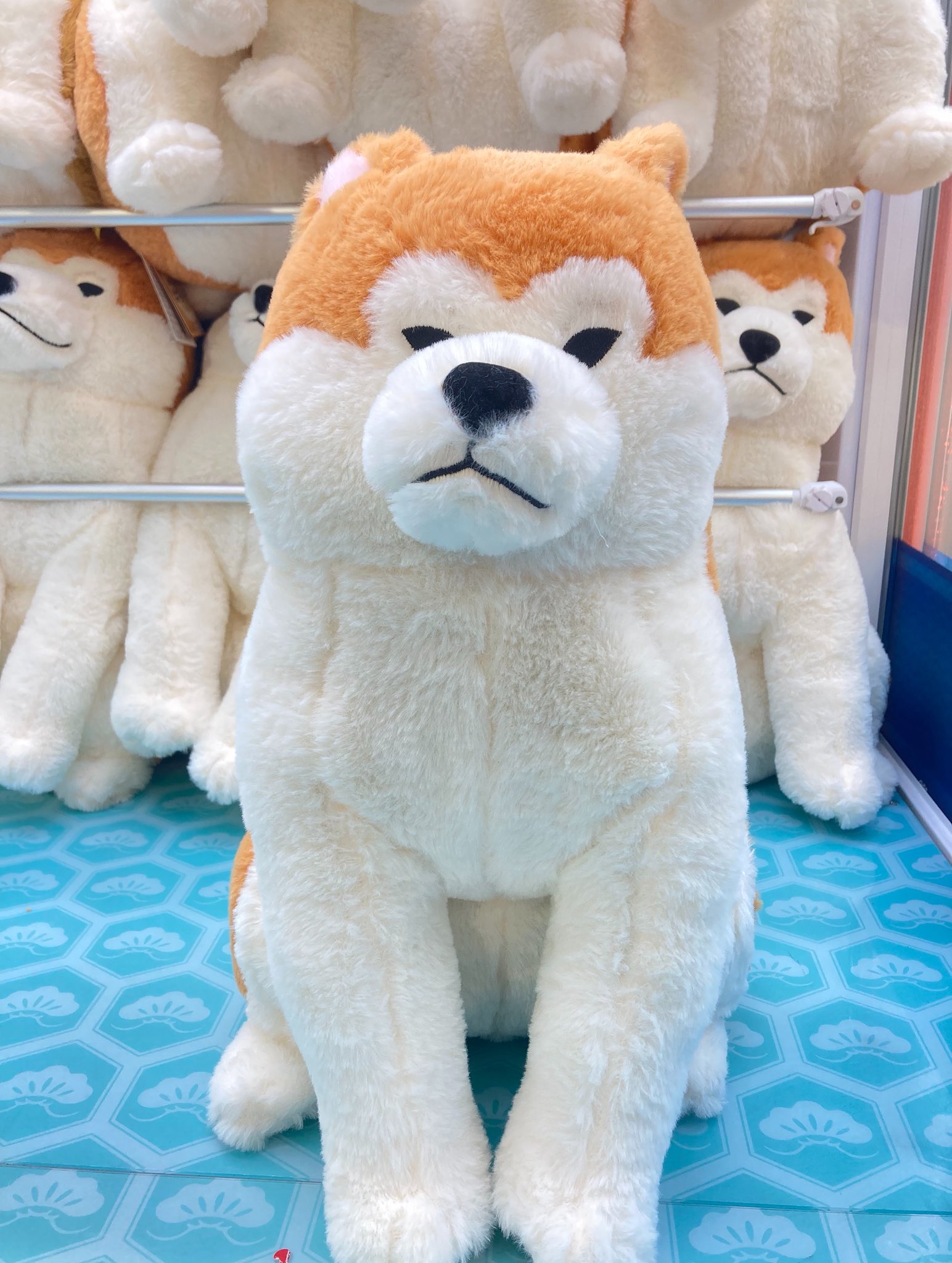 ほっこり秋田犬 はち兵衛 ST ぬいぐるみ ≪5月の新商品≫ほっこり秋田犬はち兵衛-NEW ITEM！｜アミューズ