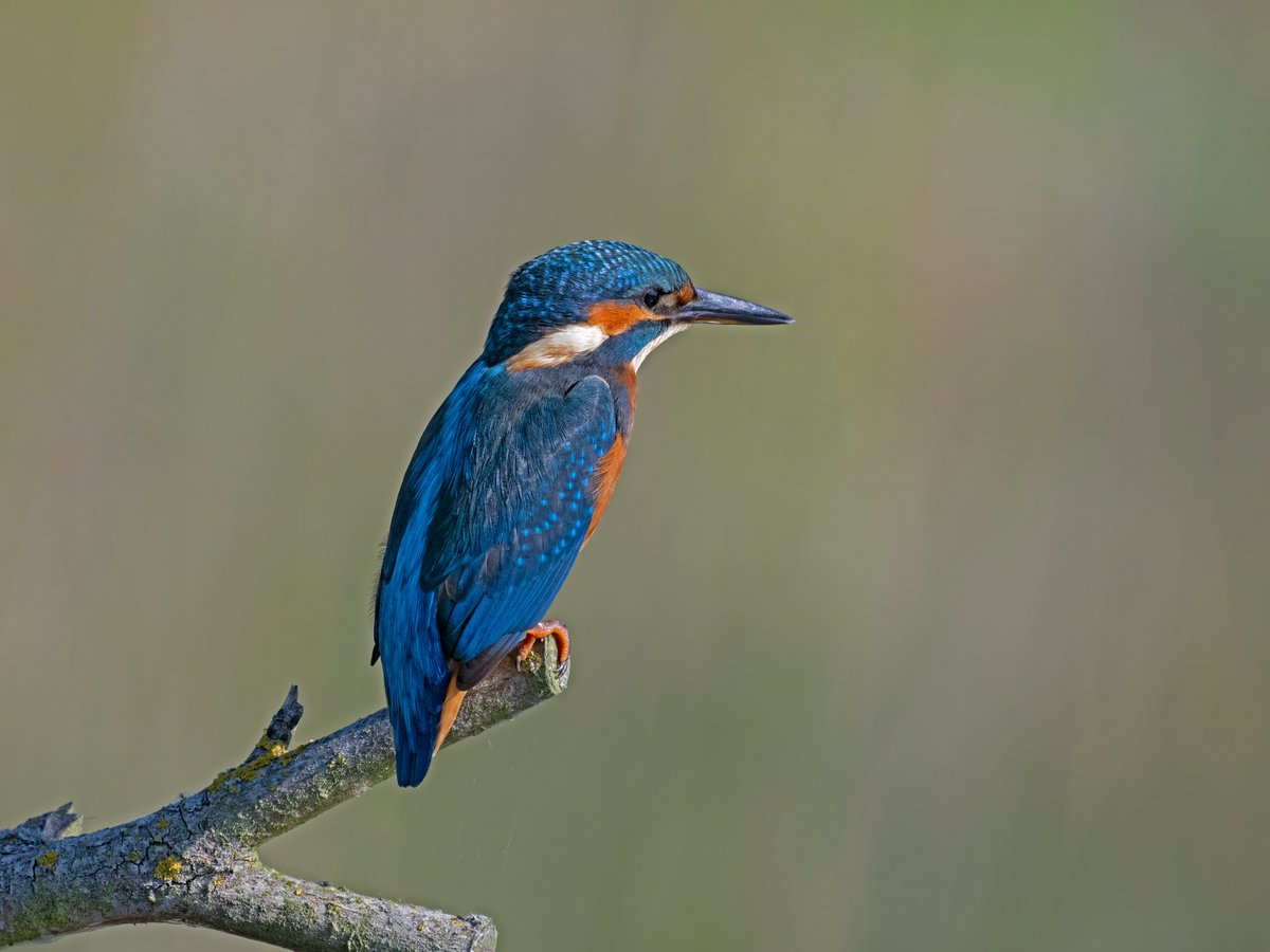 Brian Martin (@briansmrtyr1) on Twitter photo I walked into the Mere hide <a href="/RSPBLakenheath/">RSPB Lakenheath Fen</a> and this was sitting on a stick 10m away .π
(best opened fully)
<a href="/teesbirds1/">teesbirds</a> @DurhamBirdclub <a href="/teeswildlife/">Tees Wildlife</a> <a href="/Natures_Voice/">RSPB</a> <a href="/NatureUK/">NatureUK</a> <a href="/WildlifeMag/">BBC Wildlife</a> <a href="/BBCSpringwatch/">BBC Springwatch</a>
#birdwatching #wildlifephotography #birds I walked into the Mere hide <a href="/RSPBLakenheath/">RSPB Lakenheath Fen</a> and this was sitting on a stick 10m away .π
(best opened fully)
<a href="/teesbirds1/">teesbirds</a> @DurhamBirdclub <a href="/teeswildlife/">Tees Wildlife</a> <a href="/Natures_Voice/">RSPB</a> <a href="/NatureUK/">NatureUK</a> <a href="/WildlifeMag/">BBC Wildlife</a> <a href="/BBCSpringwatch/">BBC Springwatch</a>
#birdwatching #wildlifephotography #birds