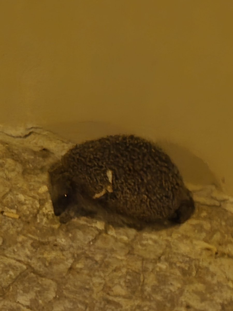 I met one of my favorite video game characters yesterday. Obviously he chilled outside at night.