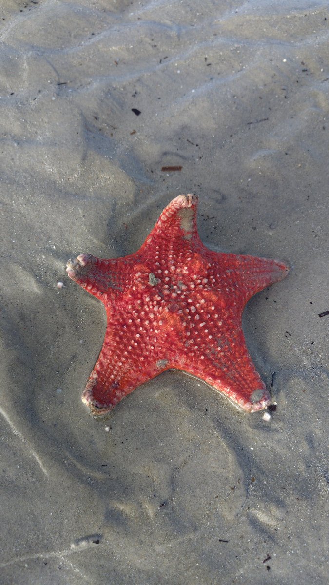 johnjgirvan's tweet photo. Interesting sealife washed up on the beach this morning at Glenelg....
#Glenelg #southaustralia 
#shark #seastar #starfish https://t.co/zxaE5X2Rv6